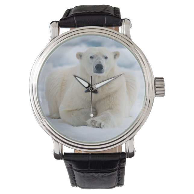 Montre Ours polaire adulte sur la glace du pack d'été (devant)