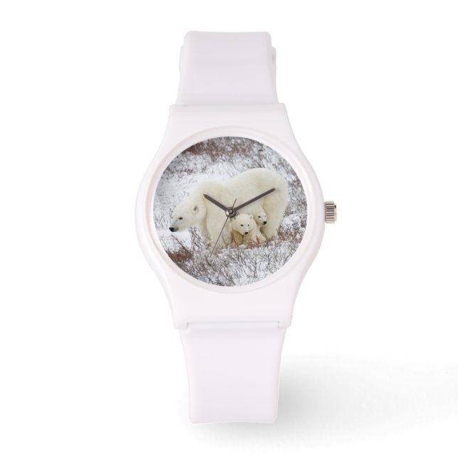 Montre Ours polaire femelle et deux petits (Recto)