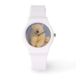 Montre ours polaire, Ursus maritimus, truie avec nouveau-