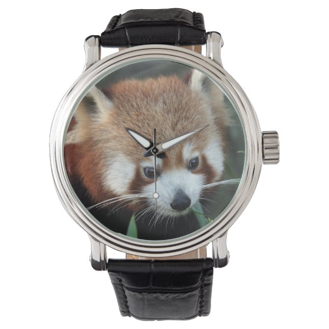 Montre Panda roux, Taronga Zoo, Sydney, Australie (devant)