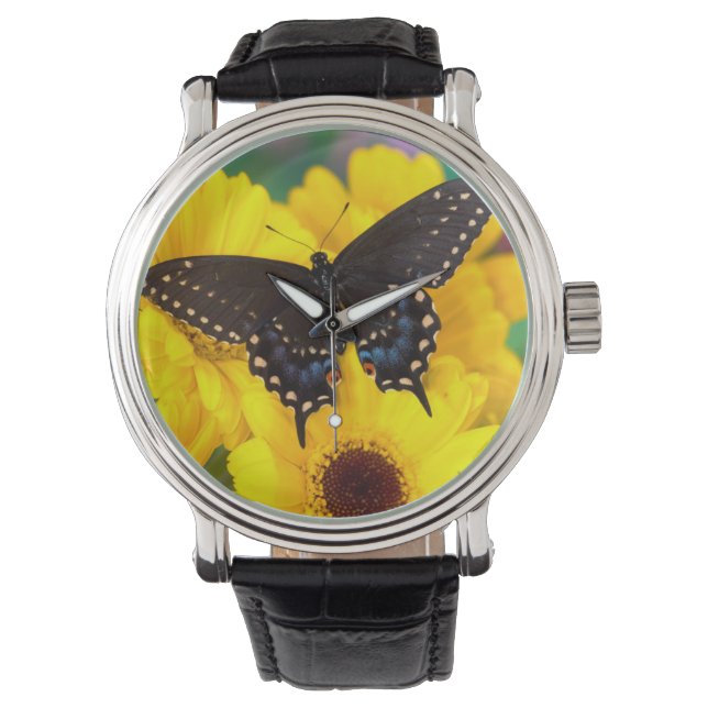 Montre Papillon Papilio polyxenes (devant)