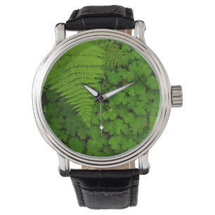 Montre Parc d'État des Redwoods de Humboldt