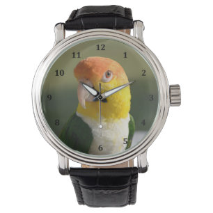 Montre Parrot caïque à ventre blanc mignon