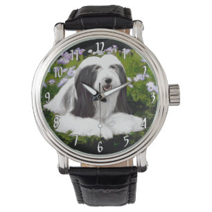 Montre Peinture de Colley barbu - Art original de chien m