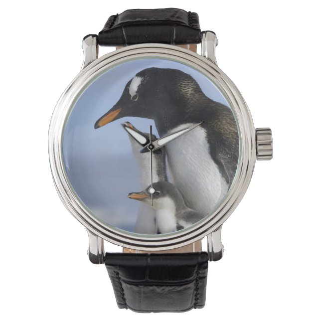 Montre Péninsule Antarctique, Neko Harbour, Gentoo (devant)