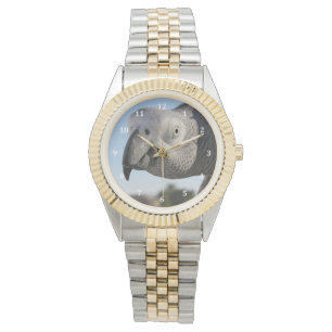 Montre Perroquet curieux de gris africain du Congo