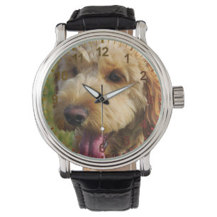 Montre Petit chien Goldendoodle