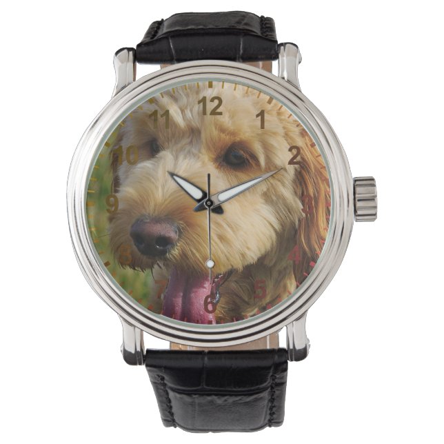 Montre Petit chien Goldendoodle (devant)