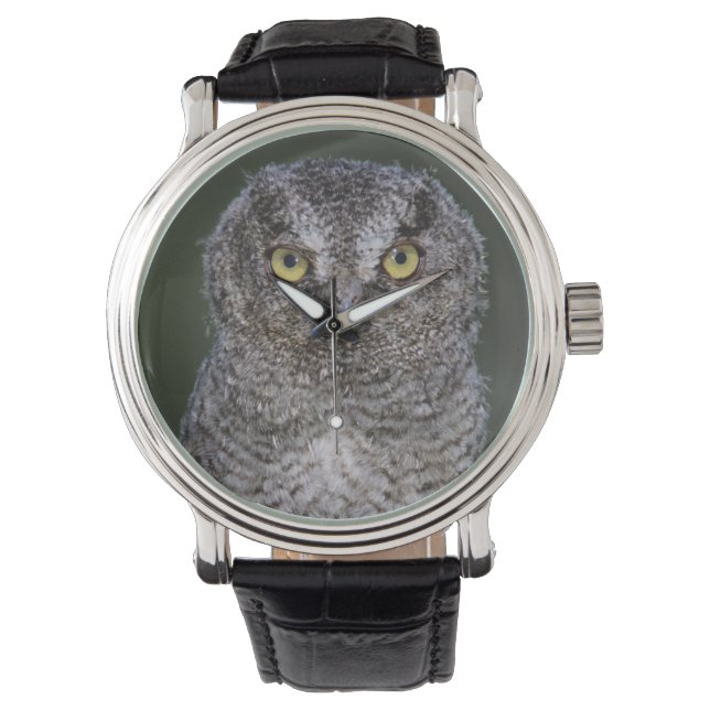 Montre Petit-duc de l'Est, Megascops asio, Otus 2 (devant)