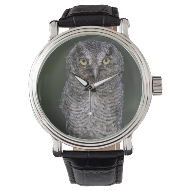 Montre Petit-duc maculé, Megascops asio, Otus 2 (devant)