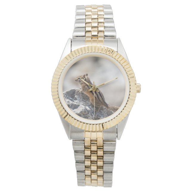 Montre Petit explorateur, tamia (devant)