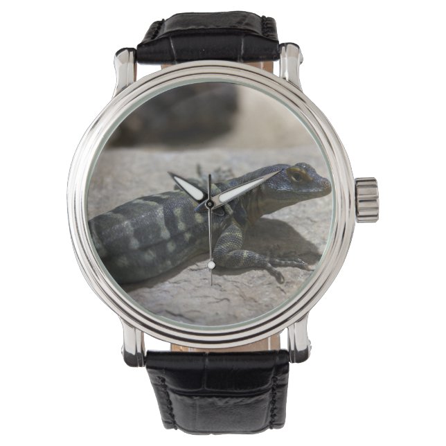 Montre Petrosaurus thalassinus (devant)