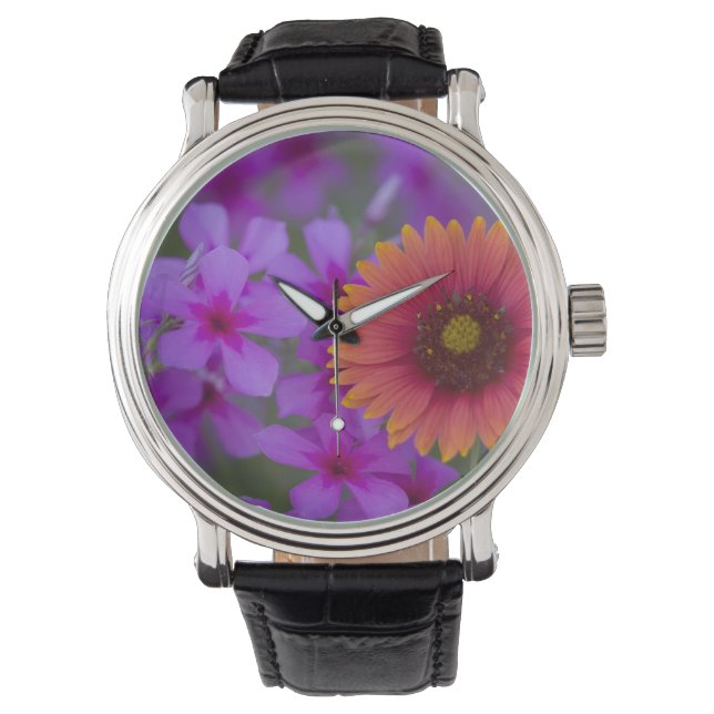 Montre Phlox et couverture indienne près de Devine Texas (devant)