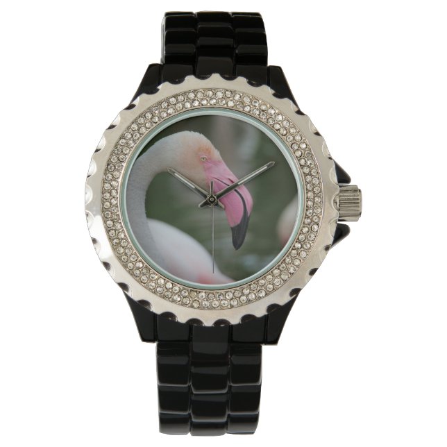 Montre Phoenicopterus roseus (devant)