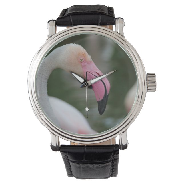 Montre Phoenicopterus roseus (devant)