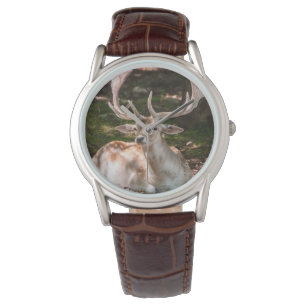 montre photo cerf sous les bois