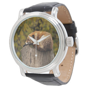 Montre Photo de renard endormi