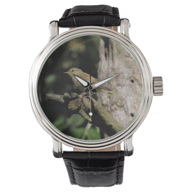 Montre Phylloscopus collybita (devant)