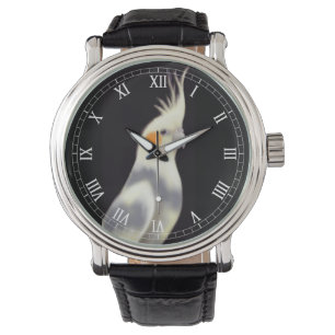 Montre pie amicale de Cockatiel