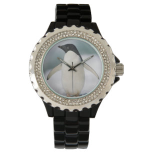 Montre Pingouin d'Adelie, plan rapproché