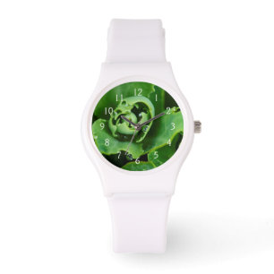Montre plante succulent et serré avec gouttelettes d'eau