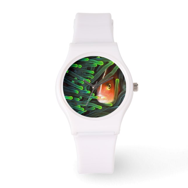 Montre Poisson Anémonique Caché À Anémone, Mozambique (Recto)