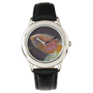 Montre Poisson nain Gourami