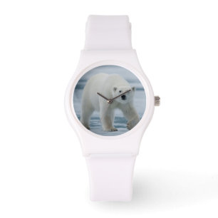 Montre Polar Bear, Ursus Maritimus, Adult