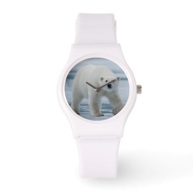 Montre Polar Bear, Ursus Maritimus, Adult (Recto)