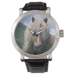 Montre Poney du R-U, Ecosse, Îles Shetland, Shetland