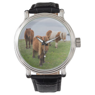 Montre Poney Shetland dans un pâturage près de hautes fal