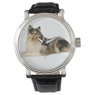 Montre pose approximative de colley de merle bleu