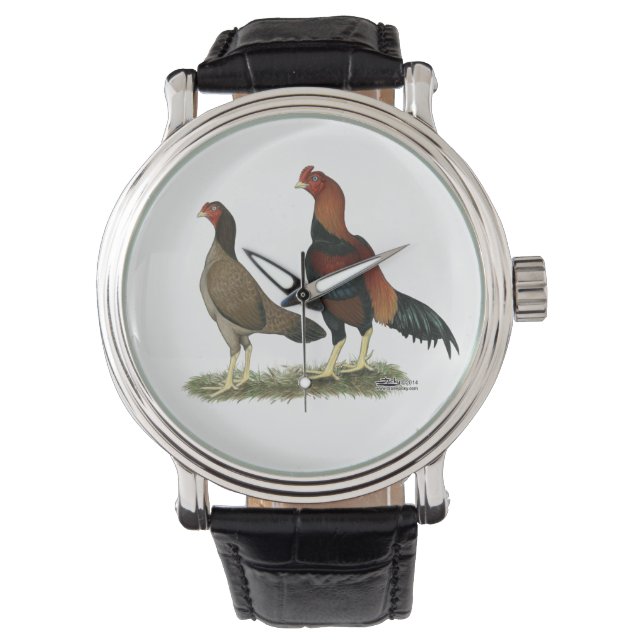 Montre Poulets à roue d'Aseel (devant)