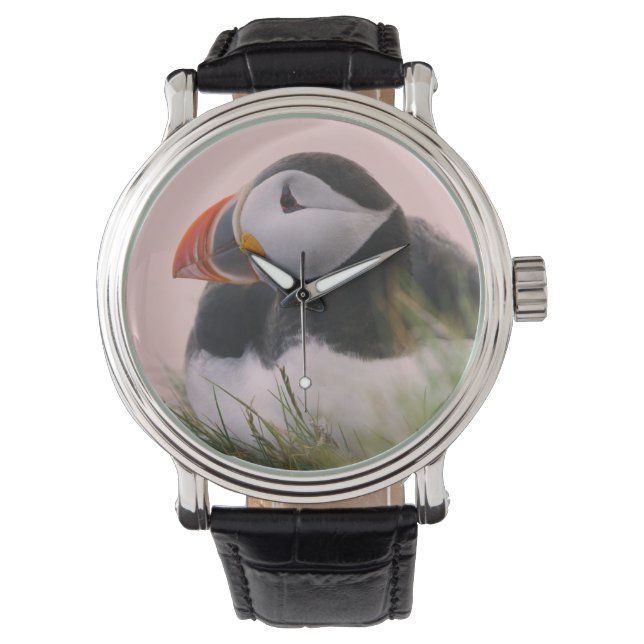 Montre Puffin de l'Atlantique (Fratercula arctica) (devant)