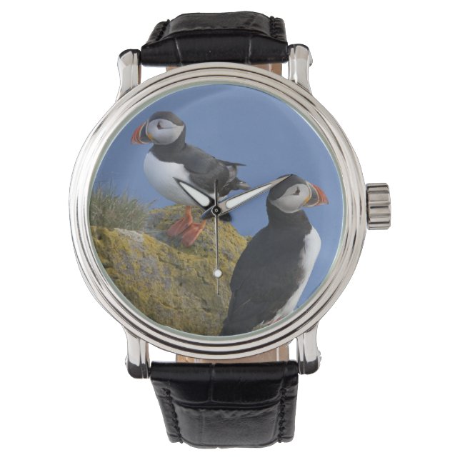 Montre Puffins de l'Atlantique (Fratercula arctica) sur l (devant)