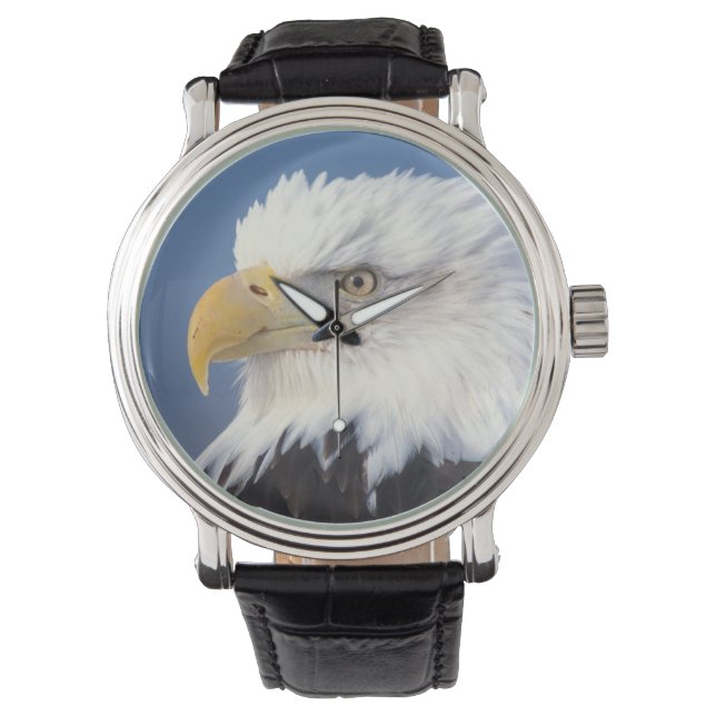 Montre pygargue à tête blanche, Haliaeetus leuccocephalus (devant)