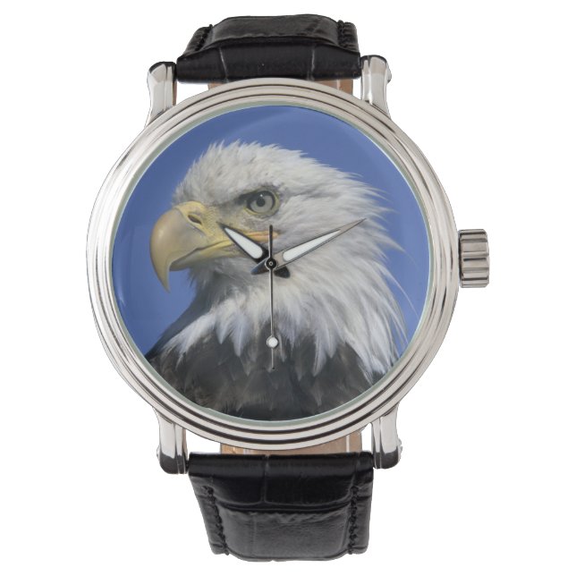 Montre Pygargue à tête blanche, (Haliaeetus leucocephalus (devant)