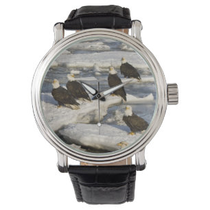 Montre Pygargue à tête blanche, Haliaeetus leucocephalus,