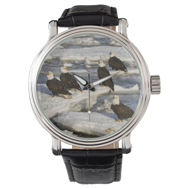 Montre Pygargue à tête blanche, Haliaeetus leucocephalus, (devant)