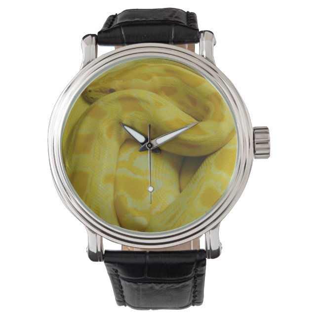 Montre Python birman jaune (devant)
