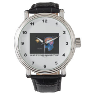 Montre Quel Est Votre Rythme Circadien ?