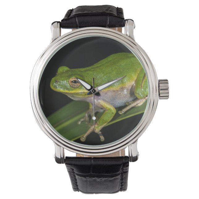 Montre Rainette verte (Hyla cinerea) 2 (devant)
