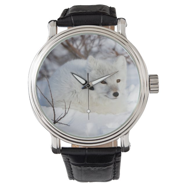 Montre Renard arctique en hiver (devant)