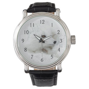 Montre Renard arctique recroquevillé en hiver