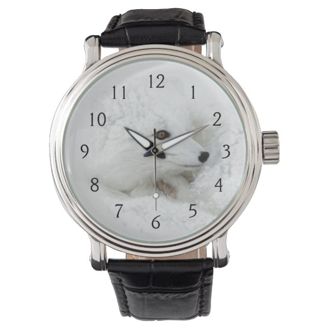 Montre Renard arctique recroquevillé en hiver (devant)