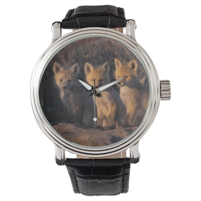 Montre renard roux, Vulpes vulpes, kits (devant)
