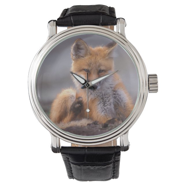 Montre renard roux, Vulpes vulpes, petit se grattant, (devant)