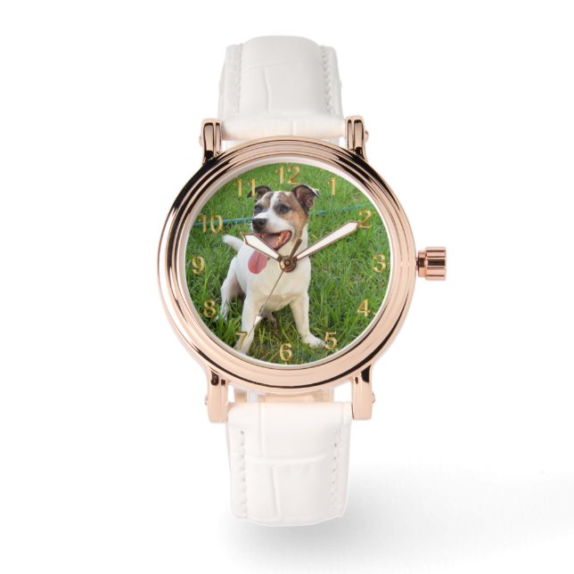 Montre Renard Terrier, Langue À La Poitrine, (Recto)