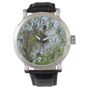 Montre Rencontrez La Famille Des Aigles