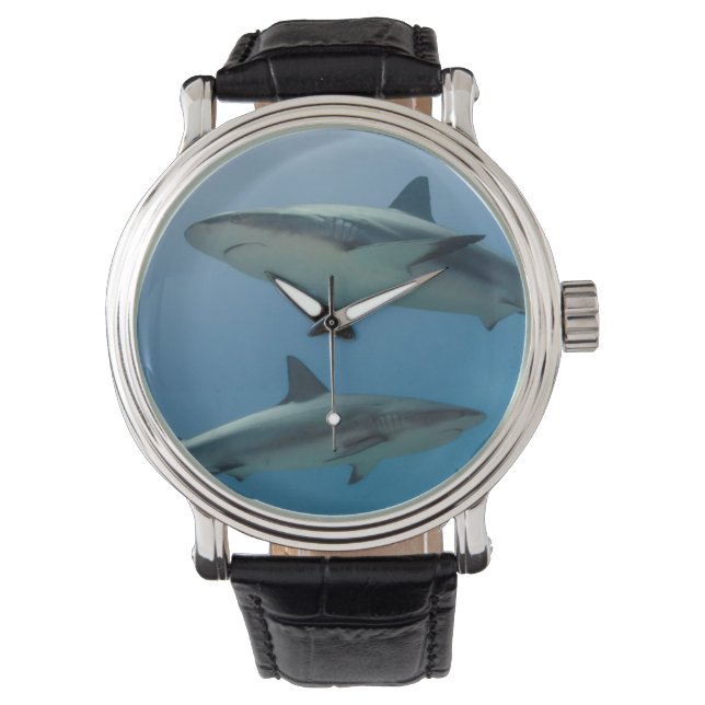Montre Requin de récif des Caraïbes (devant)